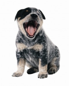 Australian Cattle Dog