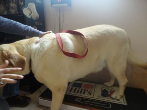 Captain Haddock Gomez - before (on scale)