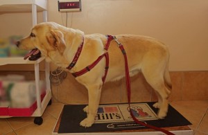 Captain Haddock - after (on scale) by Karl Terblanche