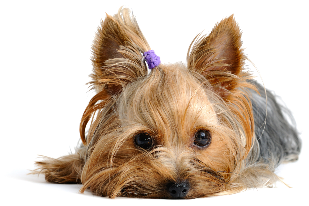 Yorkie Premier License_WE_2014