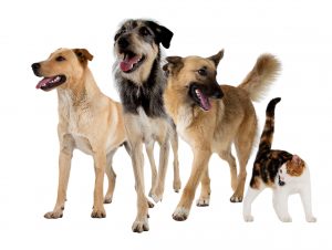 Digby and the Gang - group shot (white background)